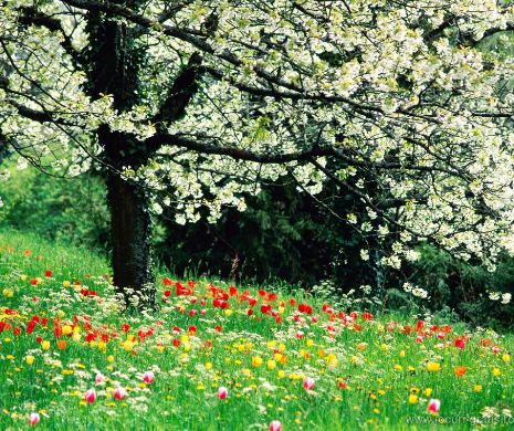 Cum va fi vremea de Florii şi de Paşte