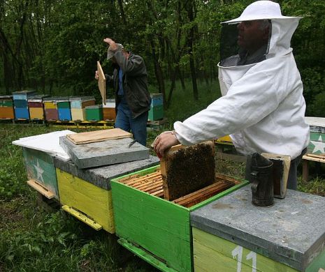 Miza războiului mierii: Fonduri de două milioane de euro, luate de la apicultori