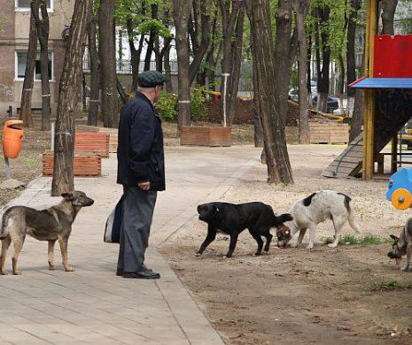 Numărul persoanelor muşcate de câini în Capitală a scăzut în martie
