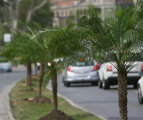 Palmierii se reîntorc la ”Palmișoara”. Cum au fost îngrijiți ca să nu moară de frig I VIDEO