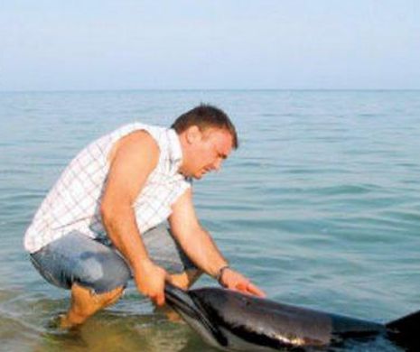 Se caută voluntari pentru delfinii din Marea Neagră