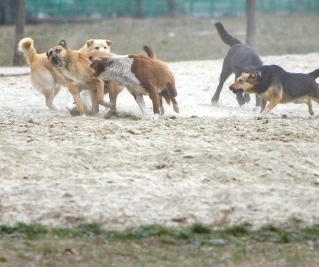 Șeful ASPA vrea să legalizeze abandonul câinilor și să interzică vânzarea lor. Băncescu: Până la 31 martie 2015 vom scăpa Bucureștiul de maidanezi