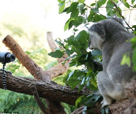 Selfie în lumea animalelor. Cum și-au făcut autoportrete ursuleții koala de la Zoo
