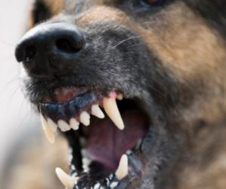 Un bâtrân a ajuns la spital după ce a fost atacat de câini: ”Am spus o rugăciune în gând”