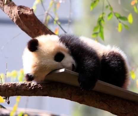 Vă mai amintiţi de puiul de panda care strănută? A devenit personaj de film | FOTO şi VIDEO