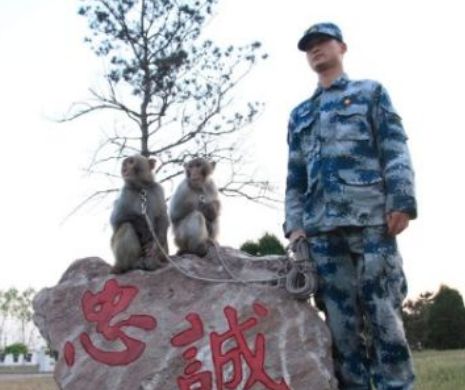 Armata din China are o nouă "armă secretă": maimuţele