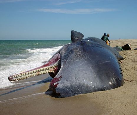 Balenă de VÂNZARE. O carcasă de cașalot a fost scoasă la licitaţie pe eBay