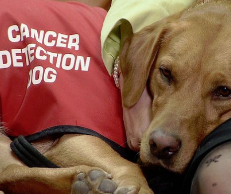 Câinii pot detecta cancerul mai eficient decât orice test