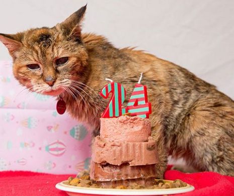 Cum arată cea mai bătrână pisică din lume. A împlinit în luna februarie 24 de ani | GALERIE FOTO