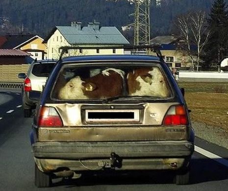 iMAGINAŢIA NEBUNĂ A OAMENILOR. Cum au putut transporta aceste animale. Tu ai băga vaca în maşină?  GALERIE FOTO