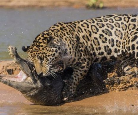 Încleştarea titanilor. Imagini unice ale luptei dure dintre un crocodil şi un jaguar| GALERIE FOTO & VIDEO