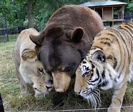 Lecție de viață predată de un urs, un tigru și un leu. De 13 ani, sunt cei mai buni prieteni | GALERIE FOTO / VIDEO