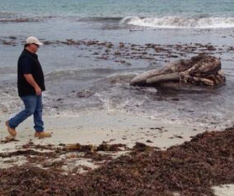 Monstrul din adâncuri a fost găsit. Plaja s-a închis după ce specimenul a fost scos pe uscat | VIDEO FOTO