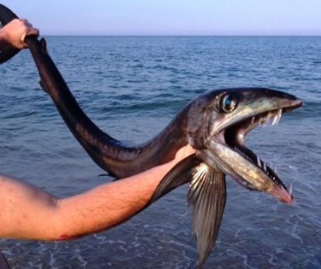 O specie rară de pește canibal a fost descoperită pe o plajă din Carolina