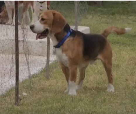 Reacţia a noua câini eliberaţi dintr-un laborator, când au păşit pentru prima oară în viaţa lor pe iarbă. Imagini emoţionante | VIDEO