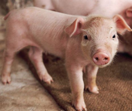 Un porc cu două râturi şi cinci picioare s-a născut în Republica Moldova | VIDEO