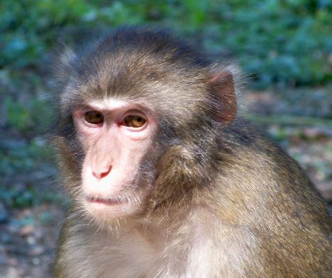 ALERTĂ la Târgu Mureş, după ce o mai multe maimuțe care pot deveni AGRESIVE, a fugit de la ZOO
