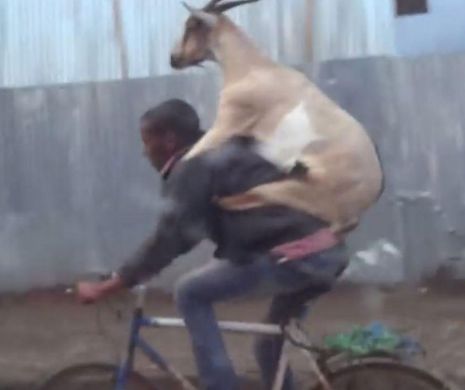 Capră pe bicicletă. VIDEO amuzant din Etiopia