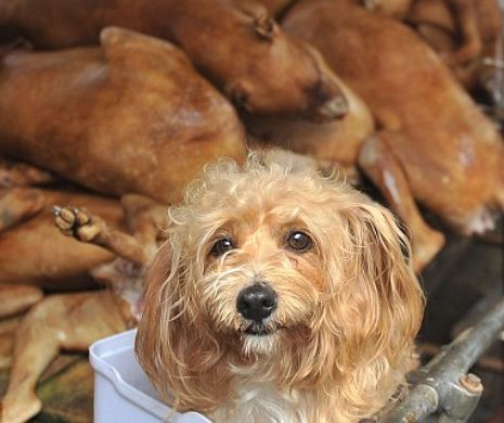 Cel mai crud festival din lume. Sute de câini sunt omorâţi şi vânduţi pe piaţa mezelurilor din China. Imagini terifiante cu animalele ucise GALERIE FOTO