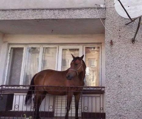 FOTO. Se întâmplă în România: Calul care stă într-un balcon din Baia Mare