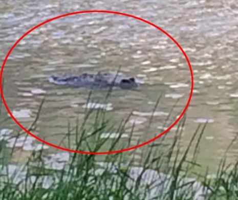Monstrul care nu le dă pace  oamenilor. Autorităţile nu-l pot prinde. Un crocodil uriaş stă ascuns într-un râu lângă oraş: "E posibil să fie un  aligator. Eram foarte speriată"  FOTO VIDEO