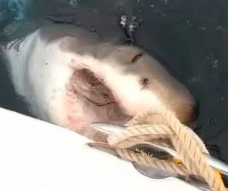 Monstrul din adâncuri ameninţă oamenii. Câţiva bărbaţi au fost la un pas să fie mâncaţi de un rechin uriaş: " Ne-a pândit 20 de minute. Ne-a atacat barca" Imagini uimitoare cu fiara