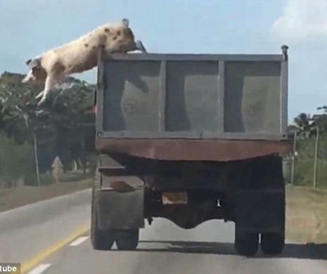 NU e trucaj: Un porc ce era dus la ABATOR pentru a fi sacrificat, a sărit dintr-un camion în viteză și apoi și-a văzut de drumul lui | VIDEO