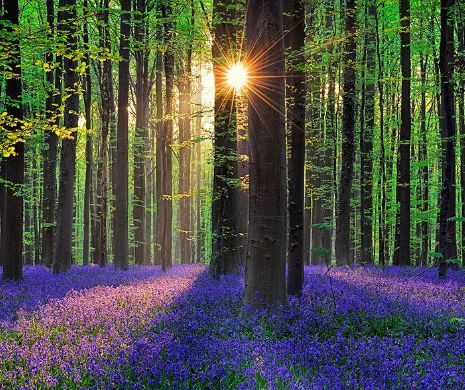 Pădurea ALBASTRĂ din Belgia. Tărâmul mistic accesibil tuturor | GALERIE FOTO