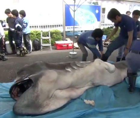 Rechin EXTRATERESTRU capturat în Japonia. Imagini uimitoare