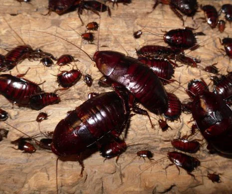 Exasperat de gândacii care vin de la vecini? Cum poți scăpa complet de gândaci. – 3 Deratizare