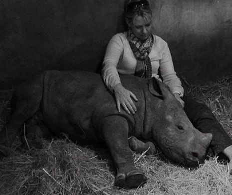 Un pui de rinocer nu poate dormi singur după ce a văzut uciderea mamei sale de către braconieri