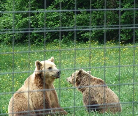 Urșii de la Zoo Reșița au scăpat de licitație