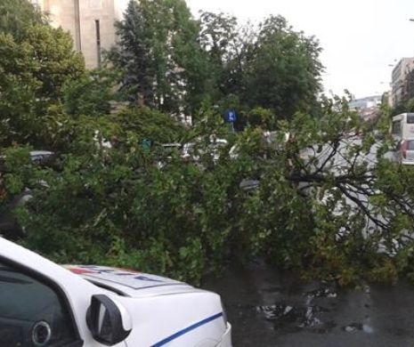 Vijelii puternice la Cluj. Mai mulți copaci au fost scoși din rădăcină