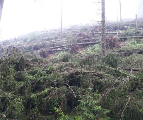 55 de hectare de pădure, distruse o tornadă