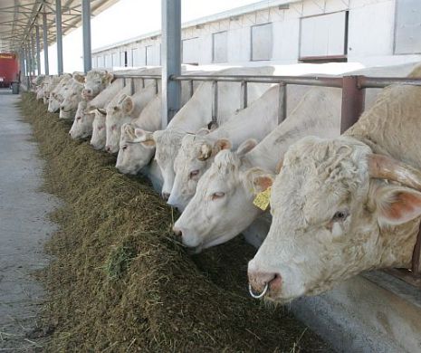 ANSVSA: Carnea cu ántrax din Ungaria un a afectat consumatorii români