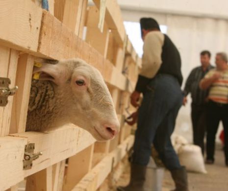 Crescătorii de oi fac profit de pe urma exportului în țările arabe