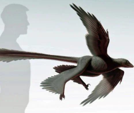 DINOZAURUL cu patru "aripi" din China. Au moștenit păsările capacitatea de a ZBURA de la strămoşii lor reptilieni? | FOTO