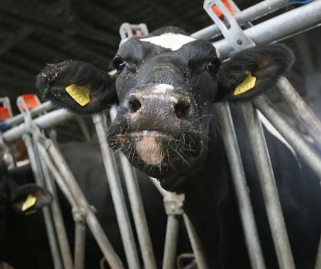 O vacă moartă de șase luni, pretext în războiul economic dintre Rusia și Europa