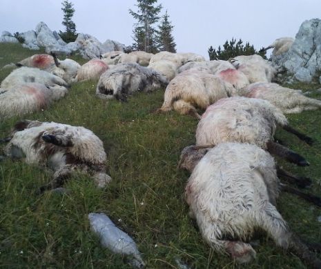Peste 600 de oi MOARTE atacate de URȘI  în Retezat