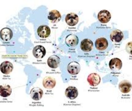 Reţea socială PENTRU ANIMALE. Harta celor mai populari CĂŢEI