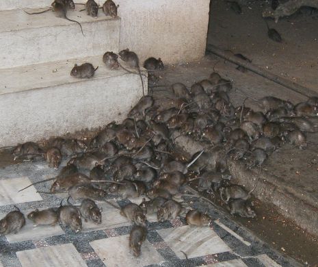 Sute de șobolani au invadat o zonă din parcul IOR din București