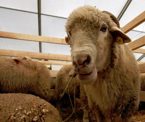 Turcia permite importurile de oi din Români