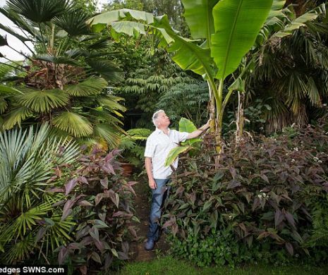 Un britanic şi-a creat o junglă în miniatură, în spatele propriei case. Micul paradis exotic a fost construit în decurs de 25 de ani | GALERIE FOTO