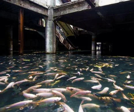 Un mall abandonat din Bangkok a fost transformat într-un imens acvariu. Este populat acum de mii de peşti | GALERIE FOTO