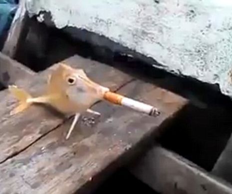 CRUZIME FĂRĂ MARGINI. Un pescar a obligat un pește să fumeze o țigară