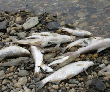 DEZASTRU în Maramureş. Peşti MORŢI în apa poluată a râului Lăpuş. Cine este DE VINĂ