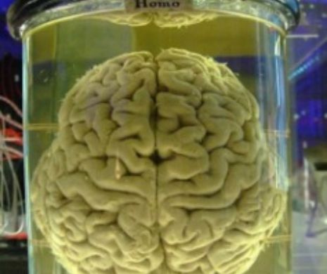 Experiment: "Mini-creierele" care au supravieţuit un an