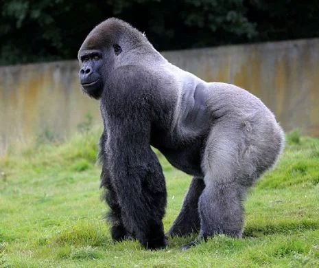 Gorila care a devenit senzaţia internetului.  Ambam se comportă ca un om normal VIDEO
