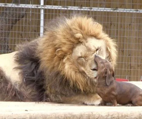 Legătura EMOŢIONANTĂ dintre un leu FEROCE şi un căţeluş. Sunt de NEDESPĂRŢIT | GALERIE FOTO / VIDEO