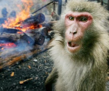 Maimuţele au INVADAT o ţară din Asia. Soluţia INEDITĂ găsită de parlamentari, pentru a le ţine departe de cădirile oficiale
